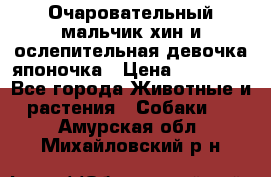 Очаровательный мальчик хин и ослепительная девочка японочка › Цена ­ 16 000 - Все города Животные и растения » Собаки   . Амурская обл.,Михайловский р-н